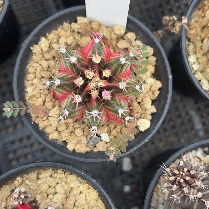 243-0811泰国发货多肉