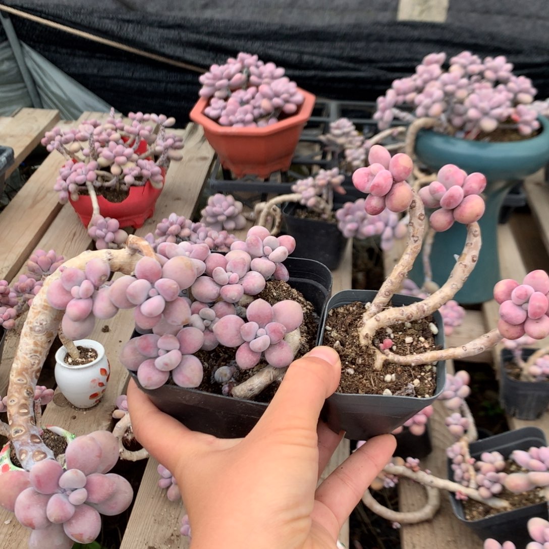 桃蛋老桩一处微瑕不带盆17号