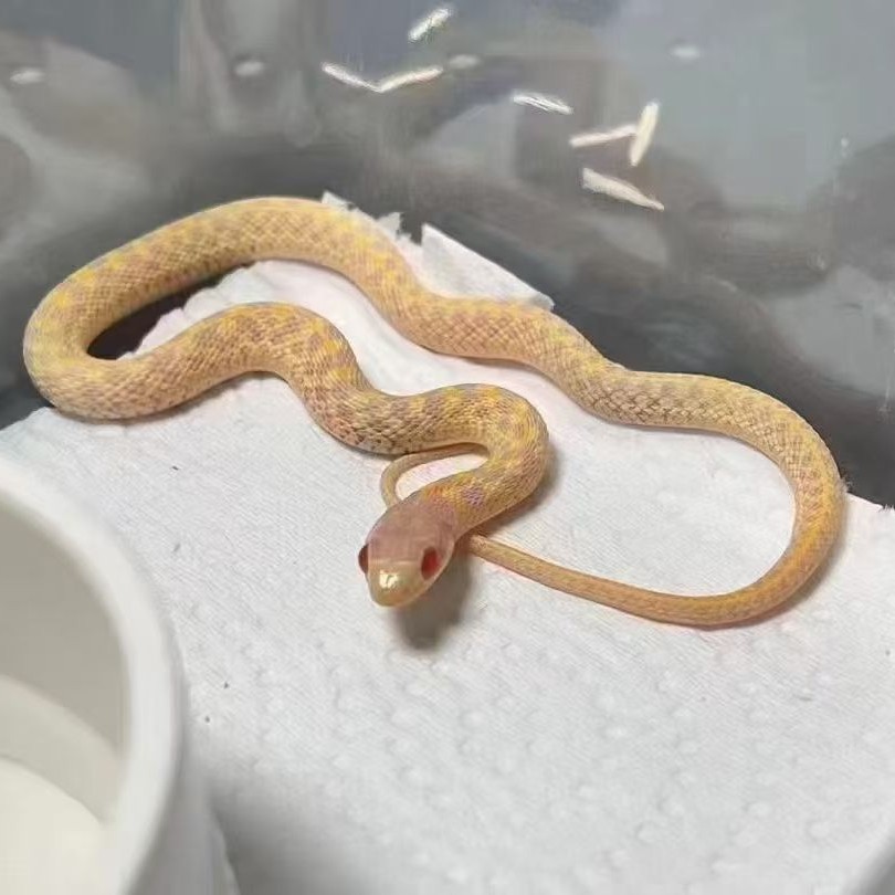 可上手包售后的白化束带蛇宠物蛇塑料玩具