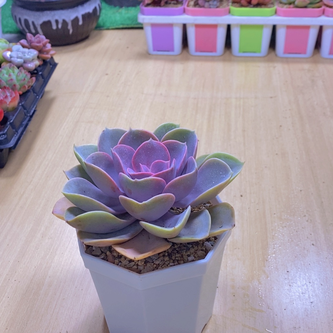 无花朵多肉植物紫珍珠90