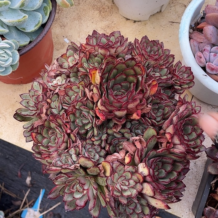 魅***影墨西哥灵隐多肉植物