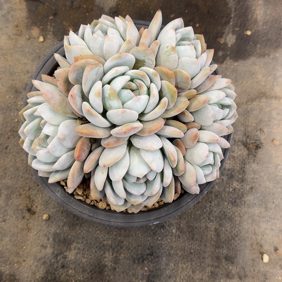 旺*喵石榴籽 00000000000