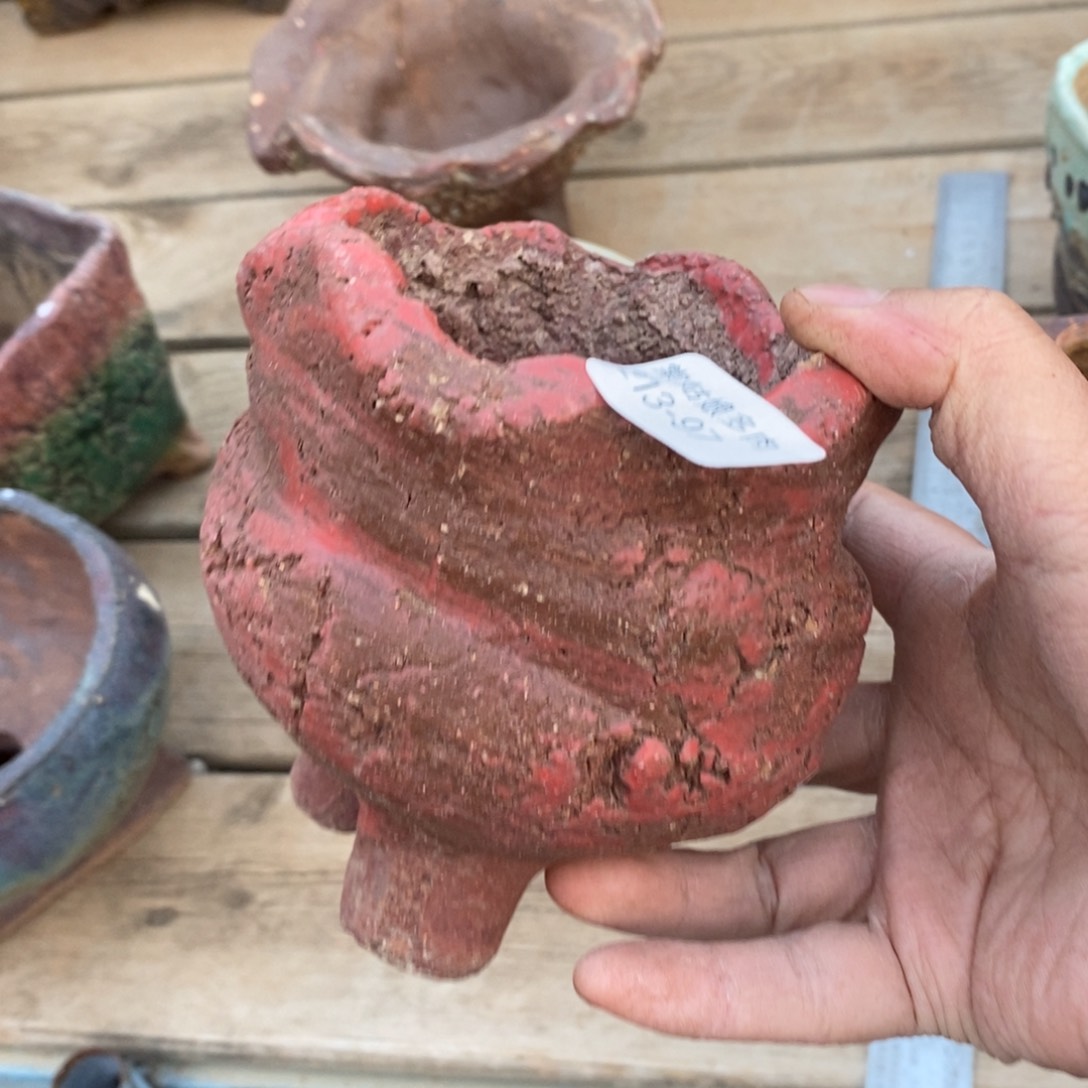 红陶97号多肉盆一个呀