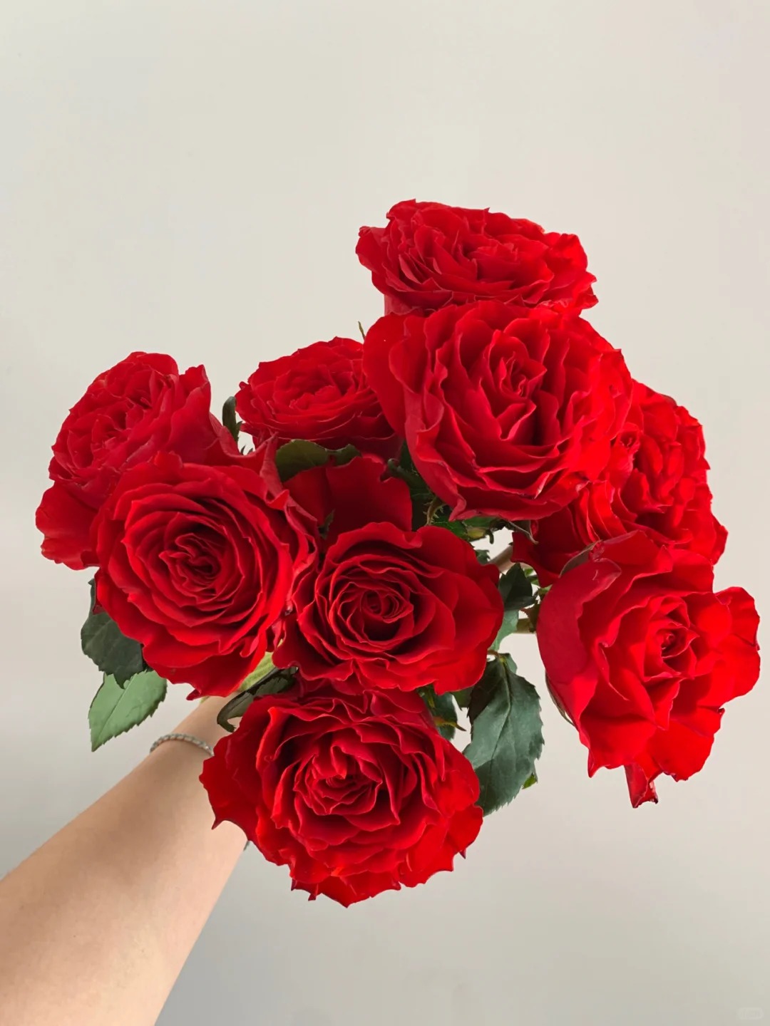 （蔓蔓）珍爱单头玫瑰15支+5支防损 1单包邮