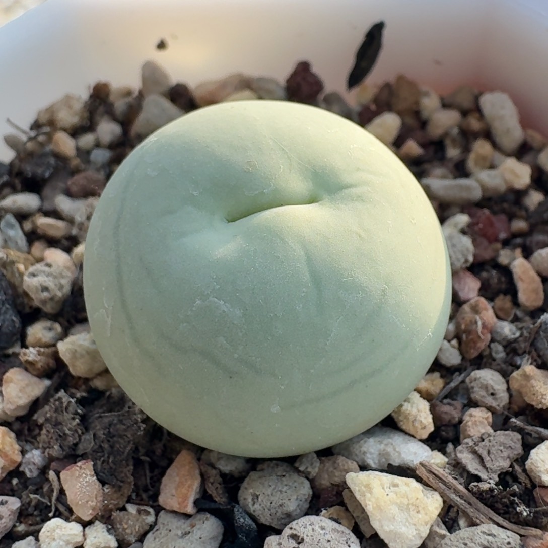 160 园艺鸽子蛋。