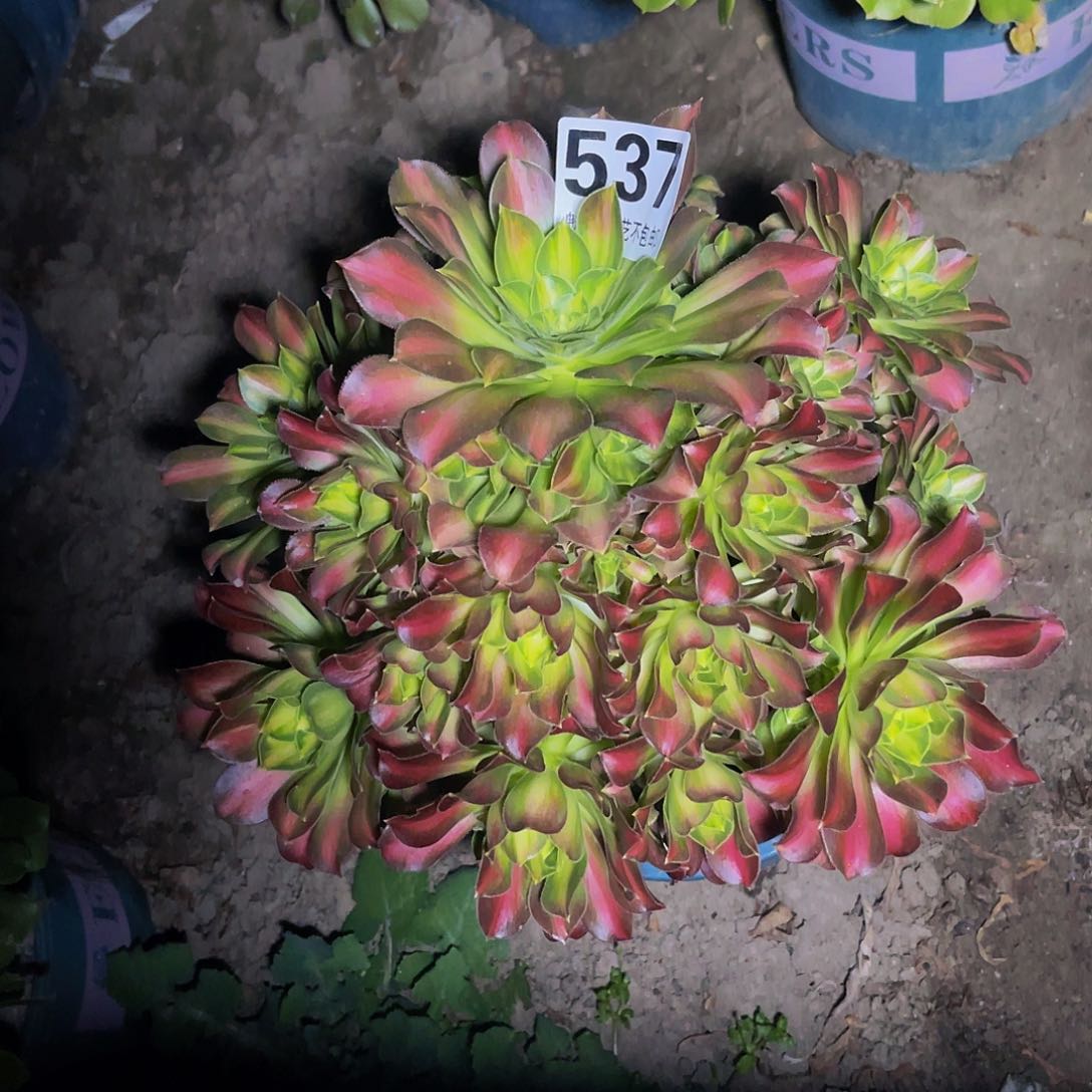 法师法师13–29包邮法师