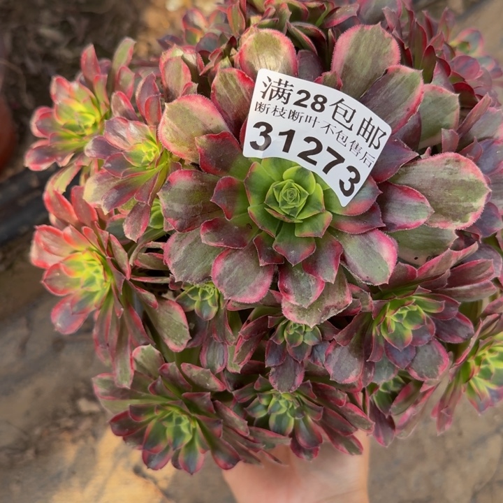 31273安娜多肉植物