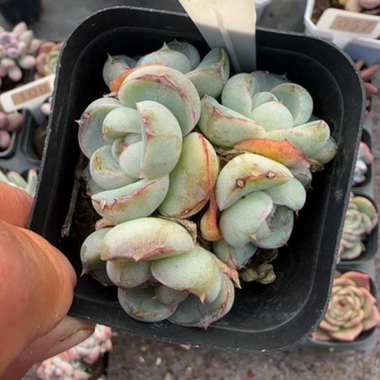 183胖虎多肉植物多