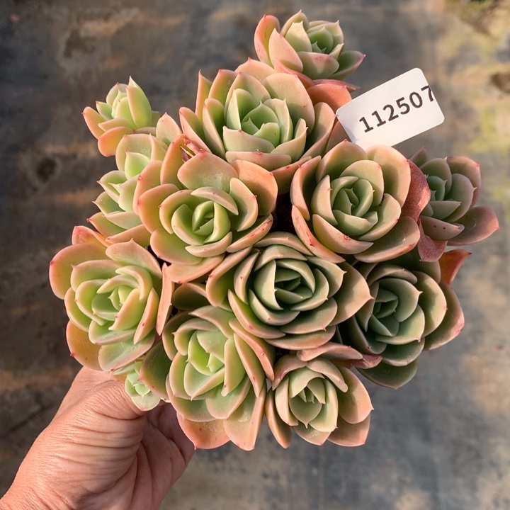 112507星纳塔嗯嗯嗯嗯嗯好