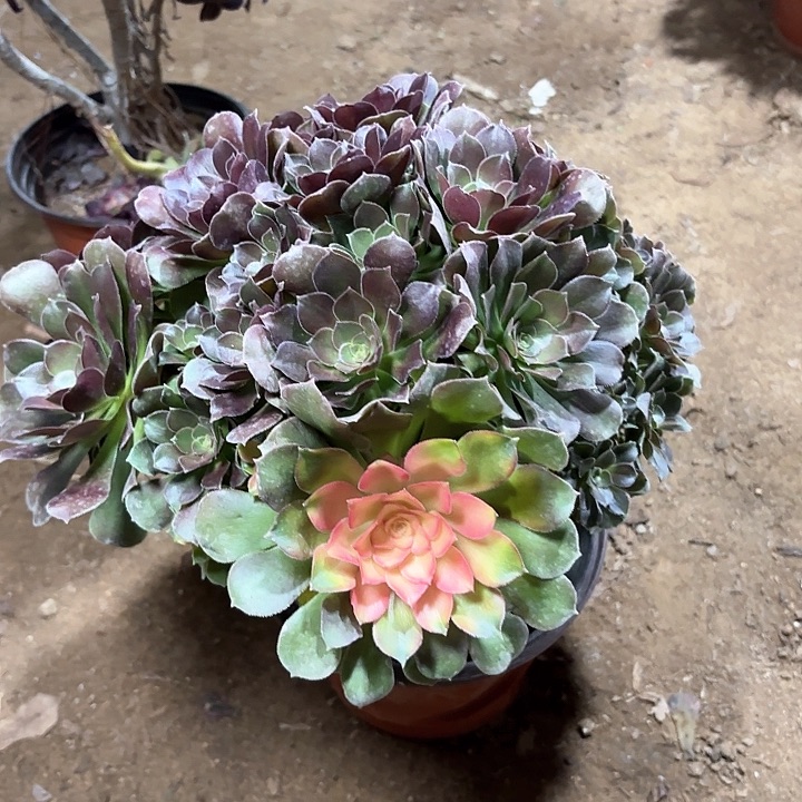 多肉植物香妃变异95