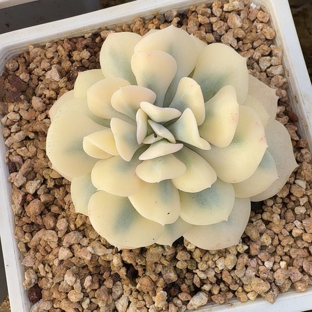 雪精灵锦11127-310