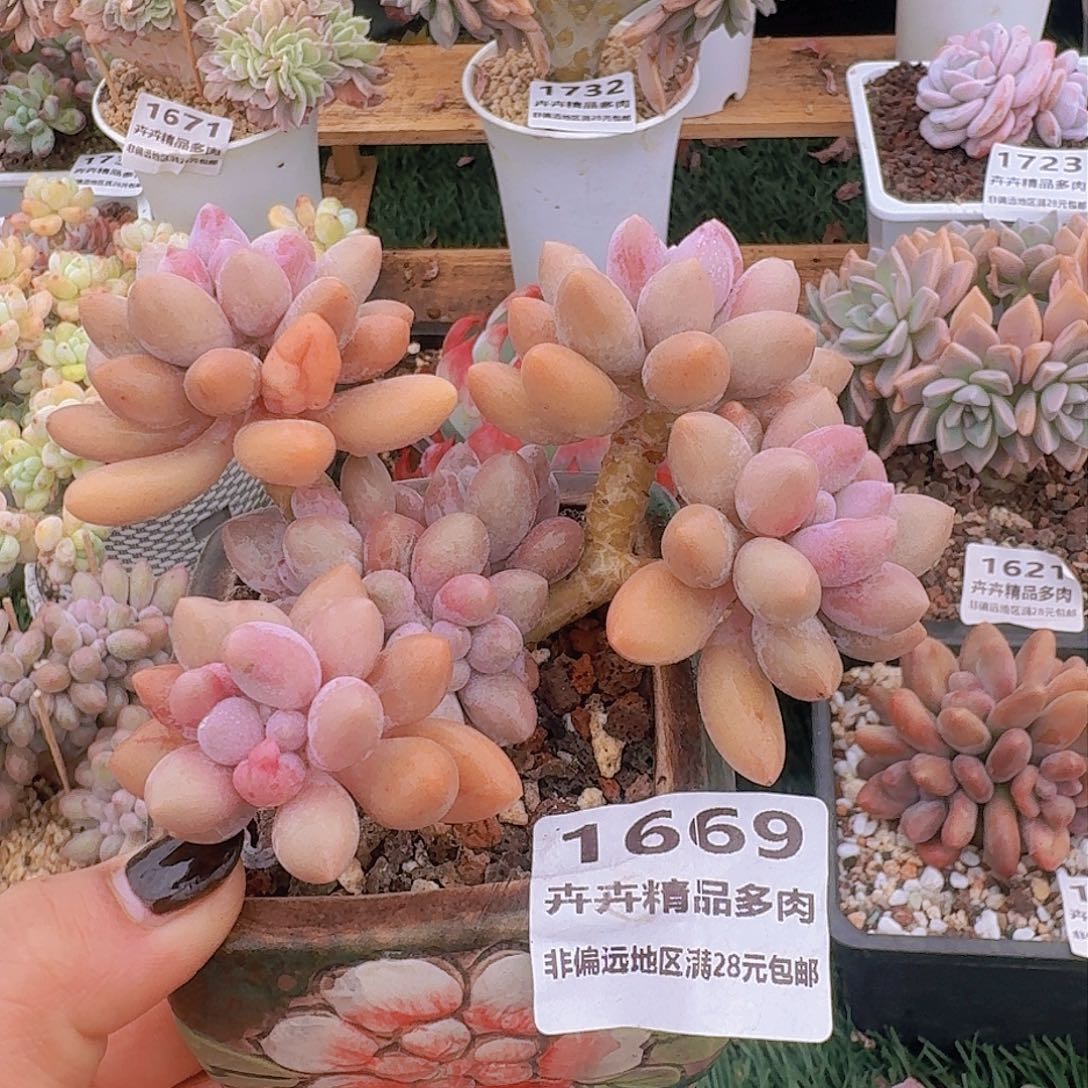 1669一物一拍（满28包邮）