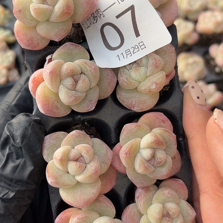 07 号到手1框江一中物一拍