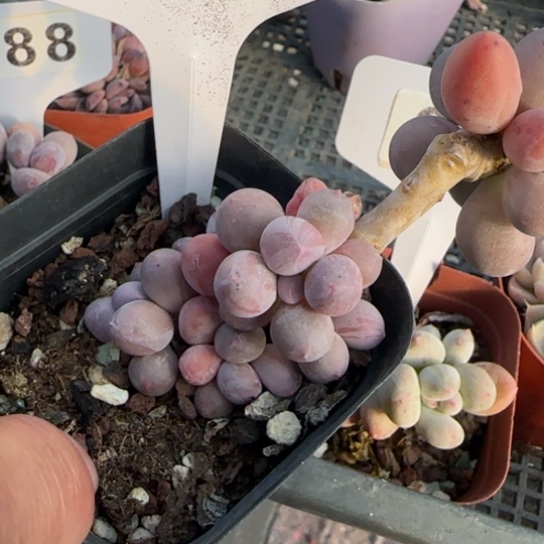 261汤圆一物一拍多肉