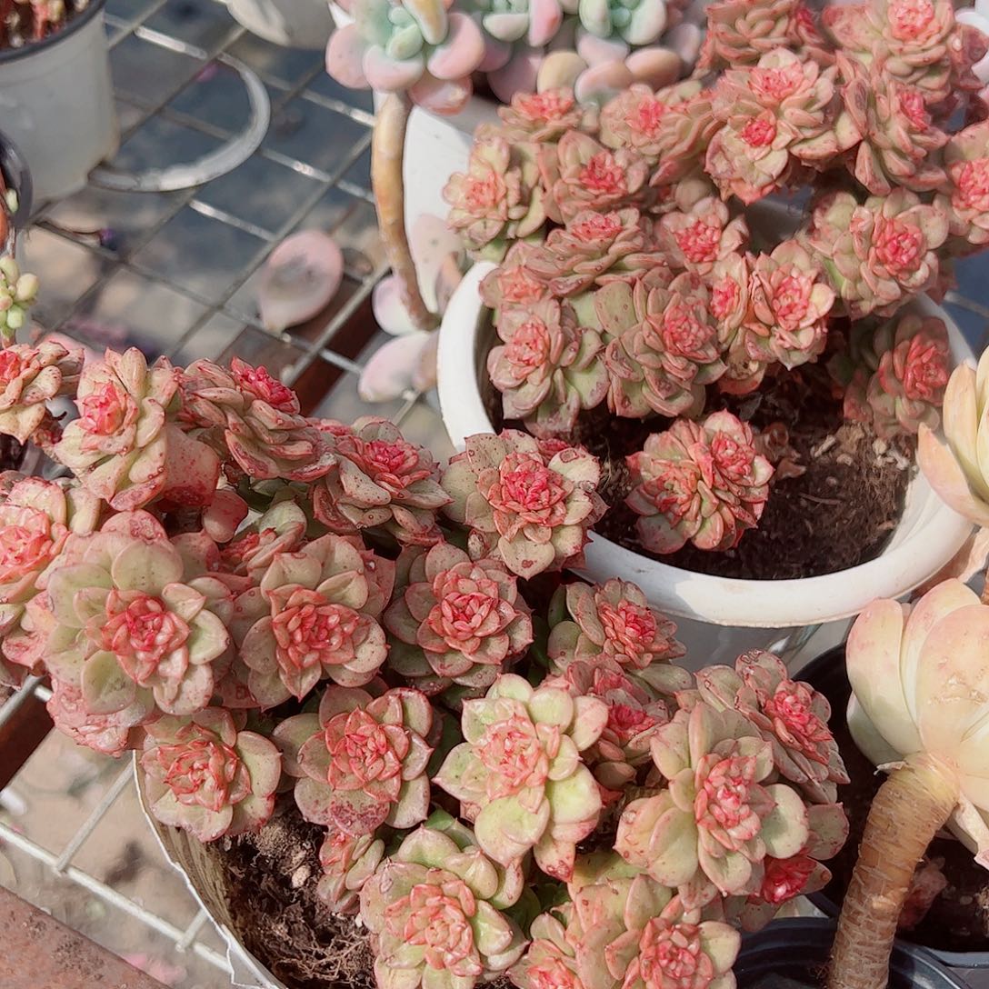 黄金蜡牡丹多头造型