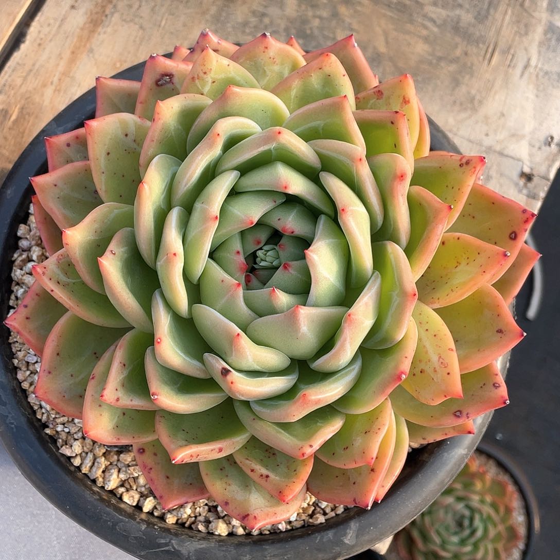 花*多肉植物一物一拍