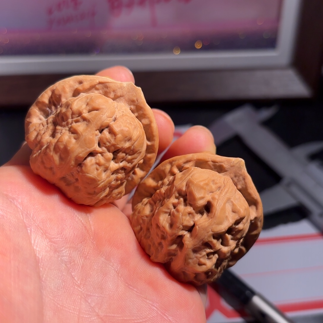 核桃38尺箭毒蛙自己修尖去尖有伤福利出