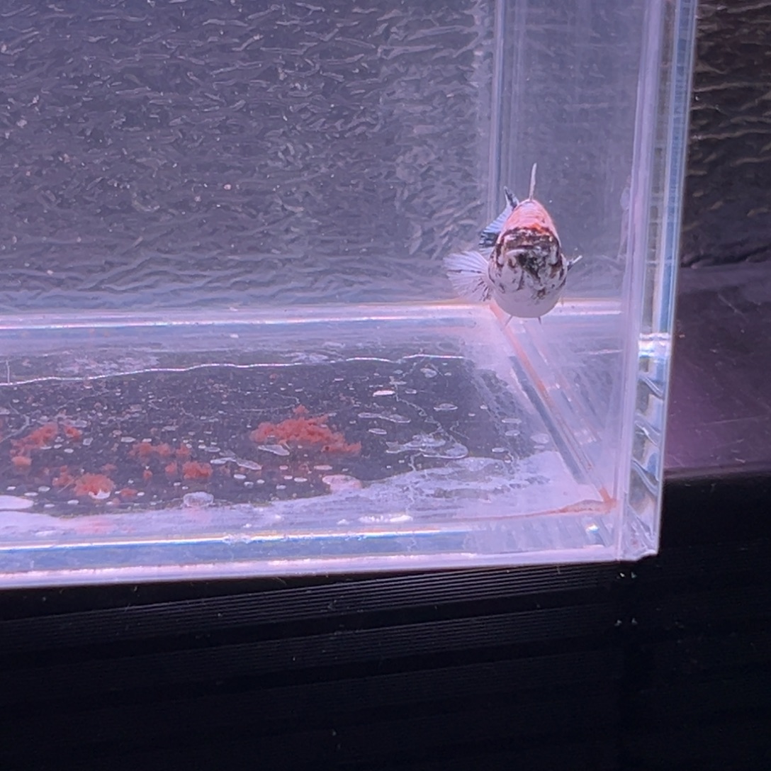 孔雀鱼玛丽鱼一条