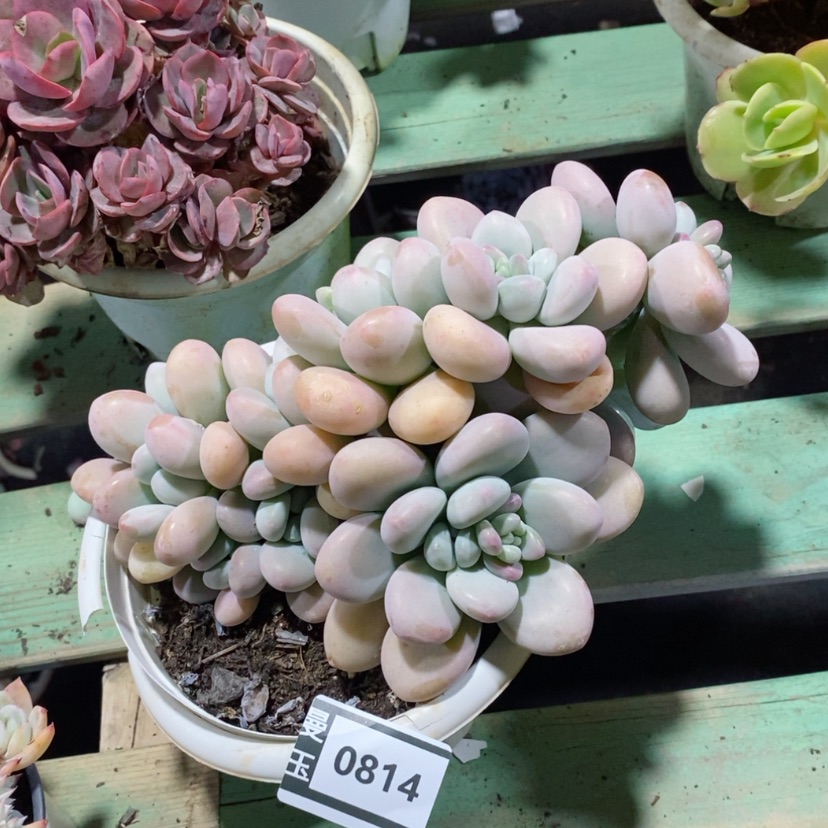 【闪购商品】香水洛神0814