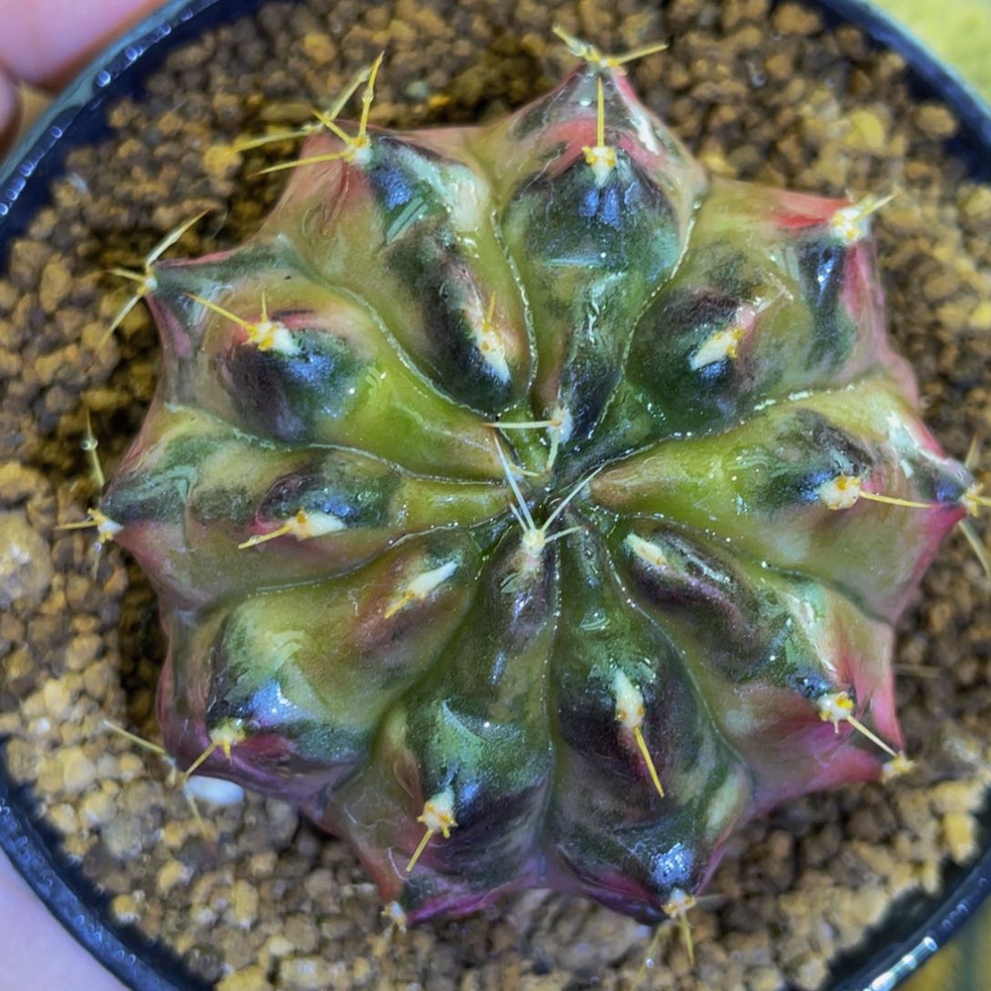 米哈星球000000000001201