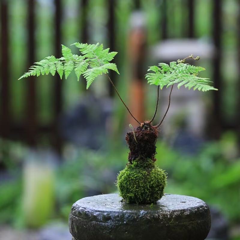室内水培虹鳞蕨苔藓球禅意绿植《直播间改价链接》