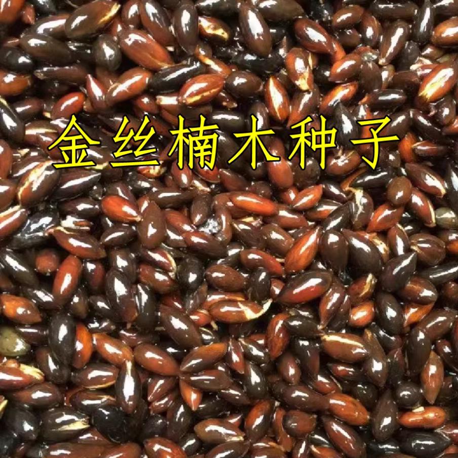 金丝楠木种子小叶紫檀四季种护坡庭院多年生植物新菜金丝楠木种籽商品图
