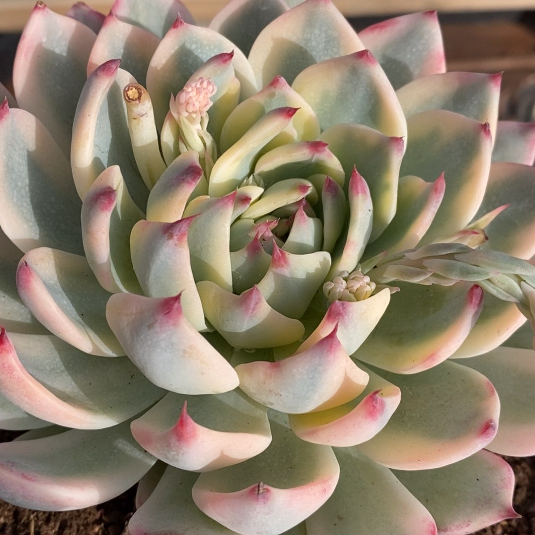 吉娃娃锦多肉植物6号