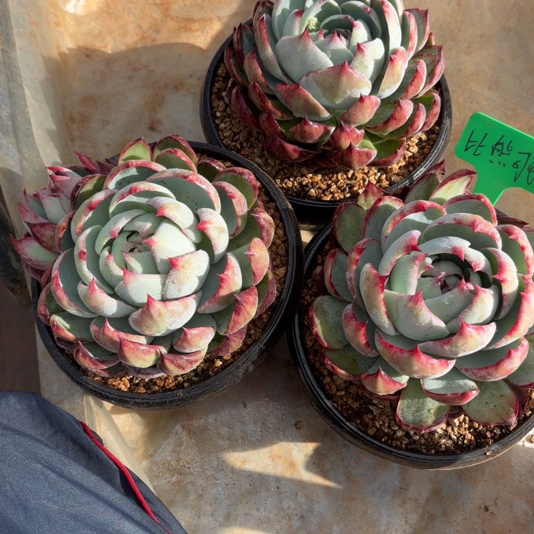 可可的惊鸿好看好看