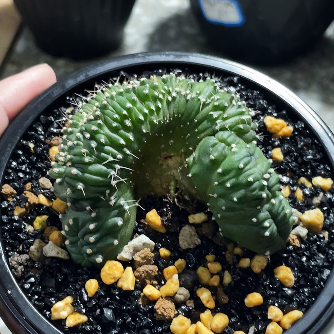 泰系球缀666666666