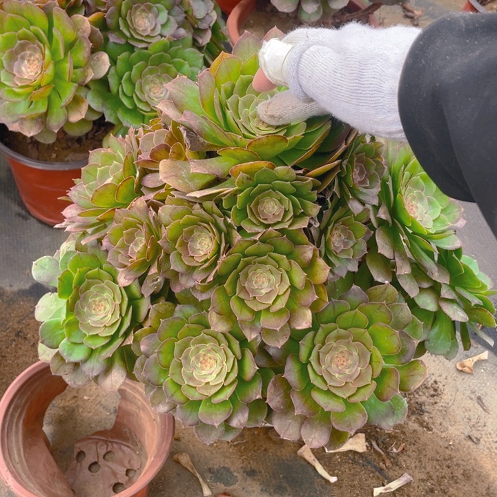 514万法师多肉断枝不售后