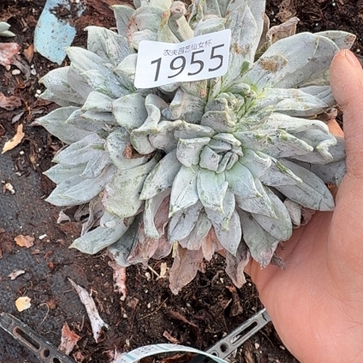 3代杂交新品仙女杯多肉瑕疵