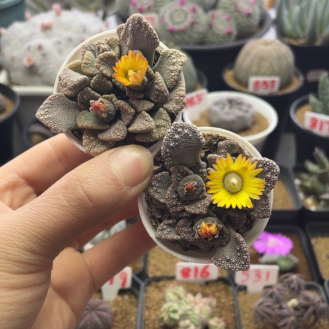 实生两颗番杏天女下凡