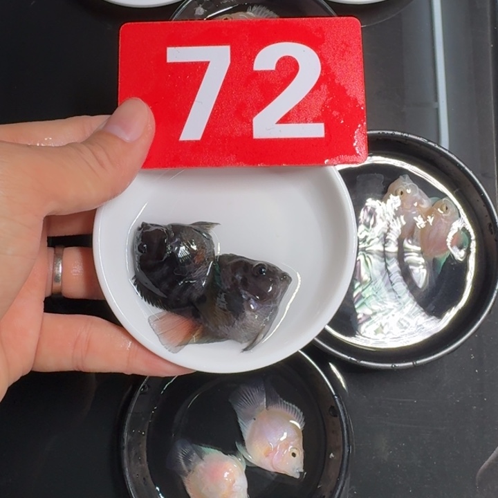 鹦鹉鱼迷你鹦鹉鱼72