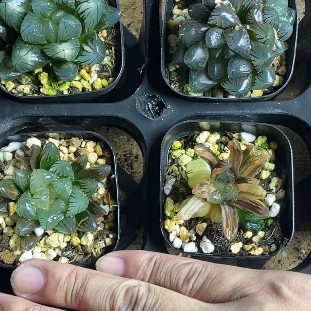 大***胖166福利4颗包邮头家多肉十二卷