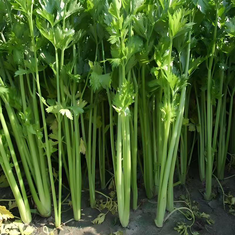 农家种植小香芹笨芹菜矮杆水芹菜新鲜现摘时令蔬菜