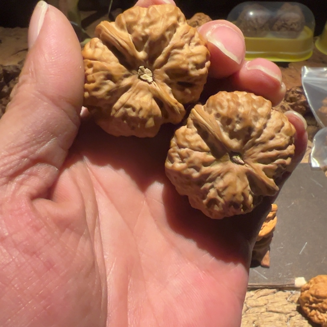 地***主文玩核桃把件文玩核桃精品蛤蟆头