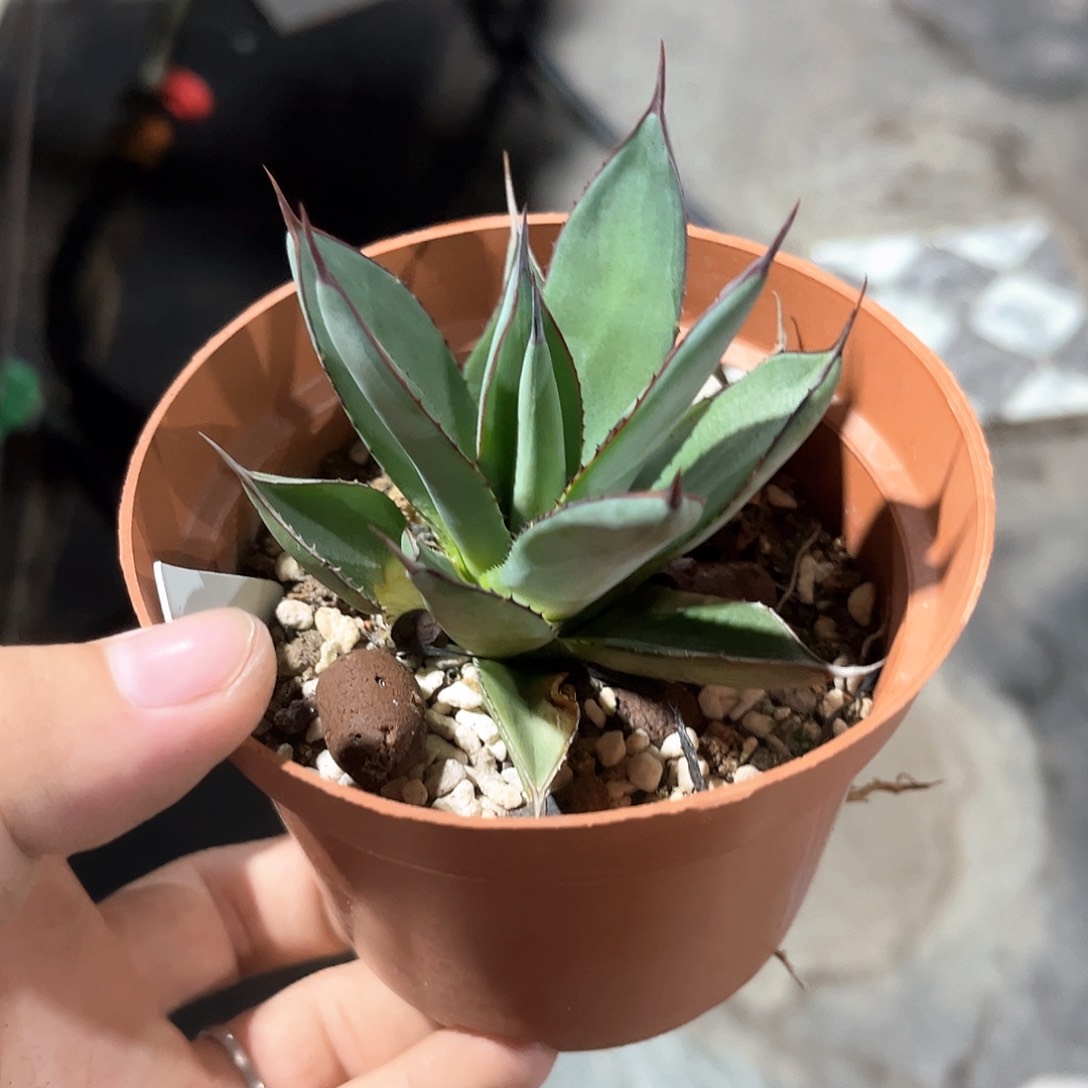?***忧蓝色火焰30米出