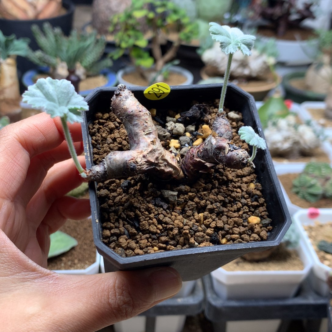 产地枝干杨葵扦插带盆