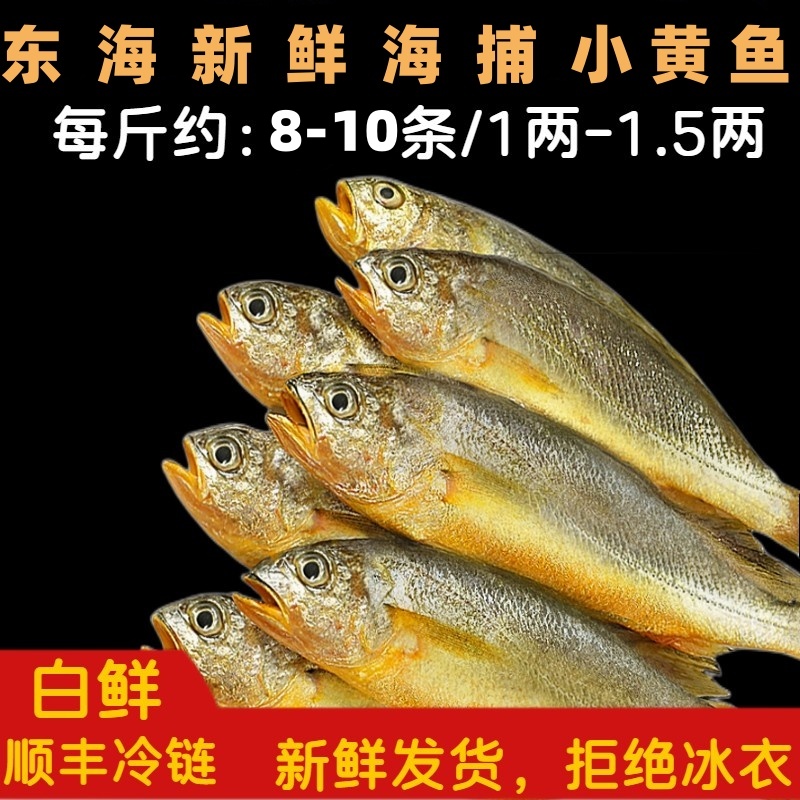 《东海码头》东海新鲜海捕小黄鱼 3斤  顺丰 新鲜 规格1斤8-10条