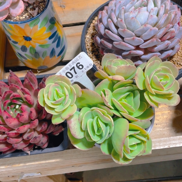 三**草谢谢你的支持0000076