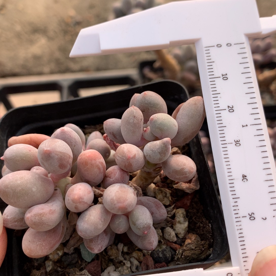 仙子奶多肉植物哈哈