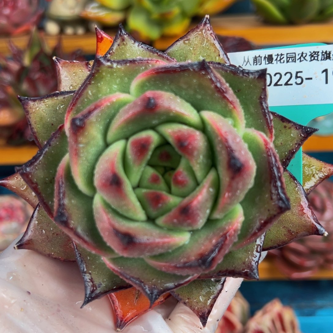 从前慢多肉精选编号0225.193