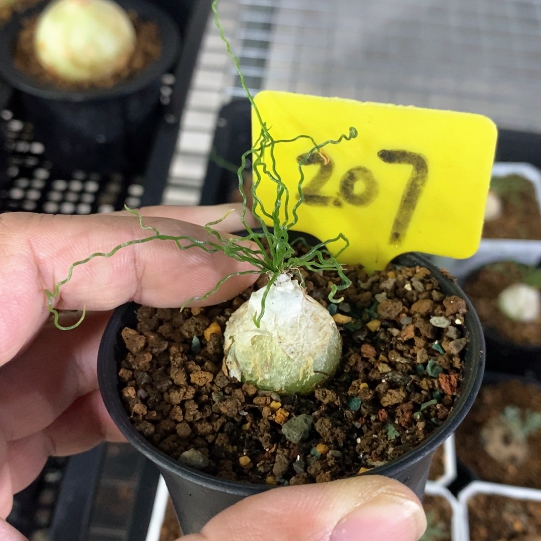 泰迪海葱多肉植物