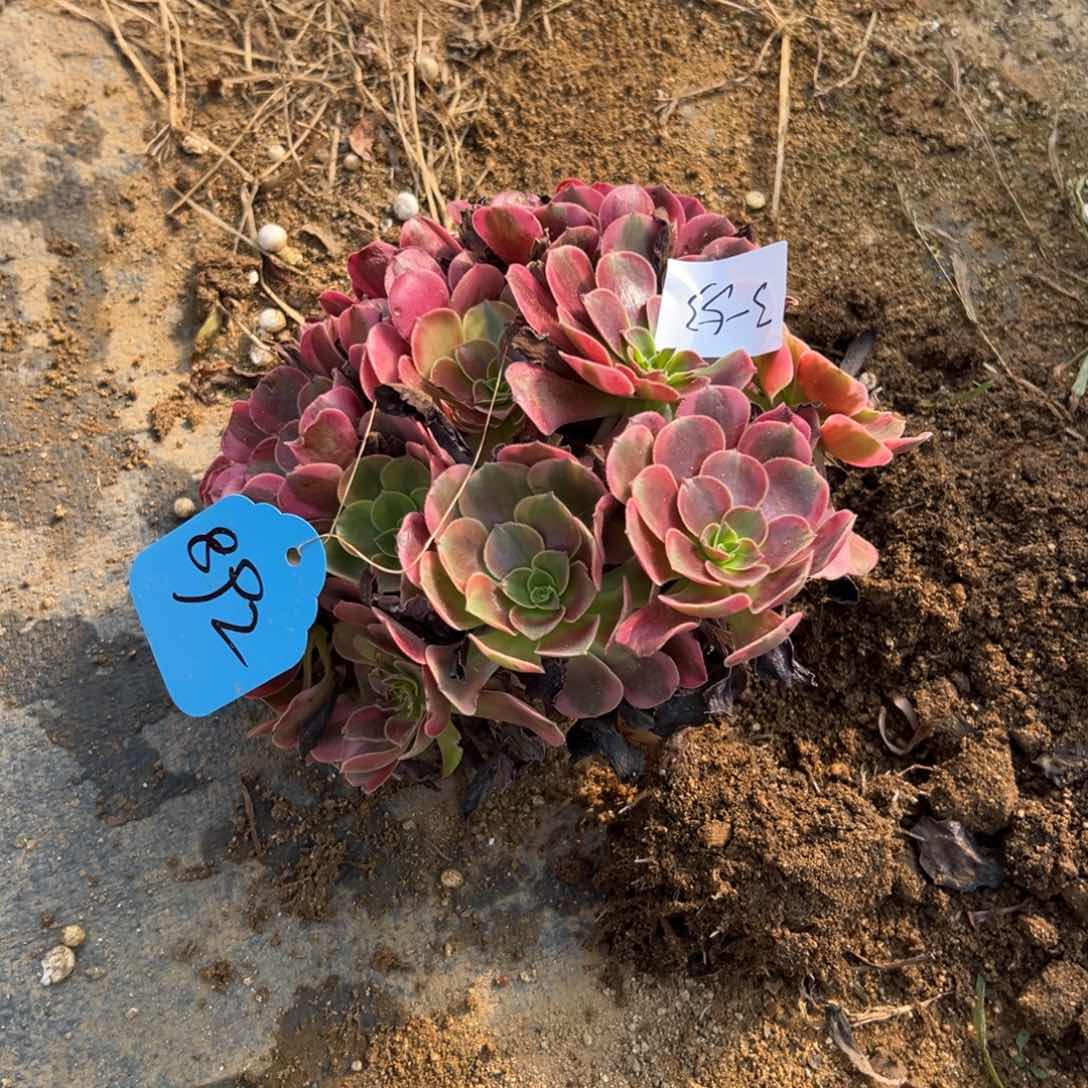 好**莲53凤冠多肉多肉多肉