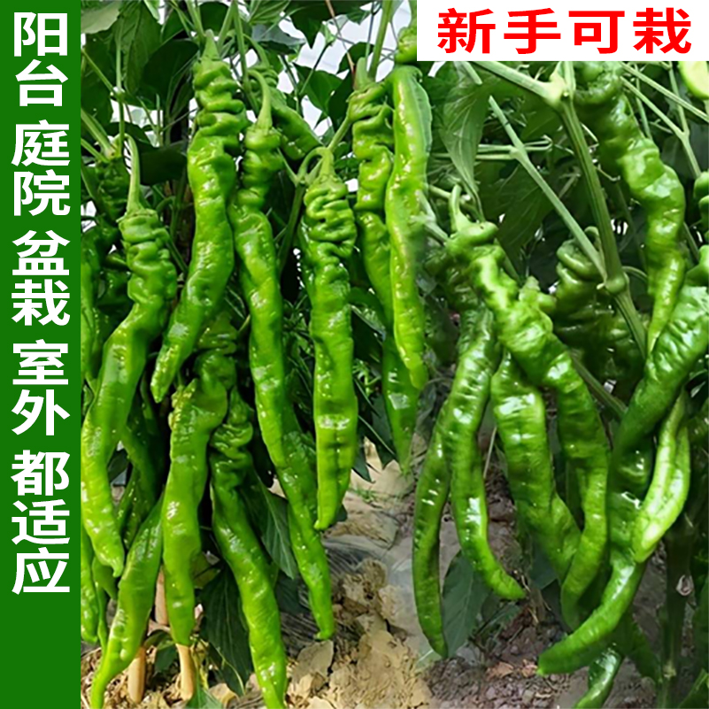 香辣螺二号  辣椒