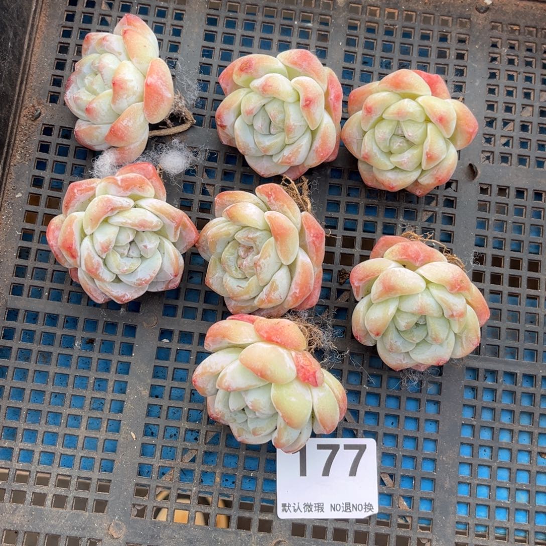 177号新疆西藏内蒙古不包邮