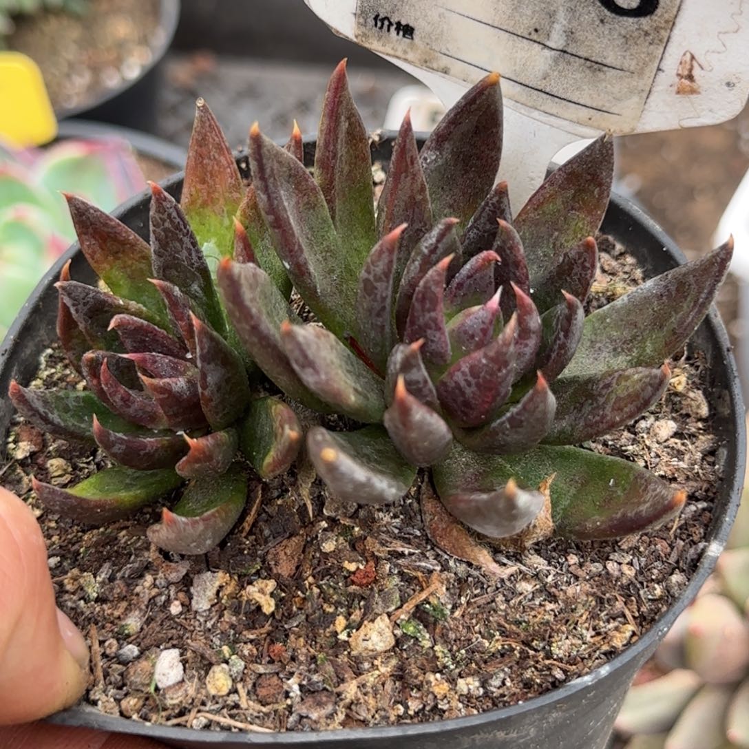 黑骑士惊鸿一物一拍包装收缩花旱586