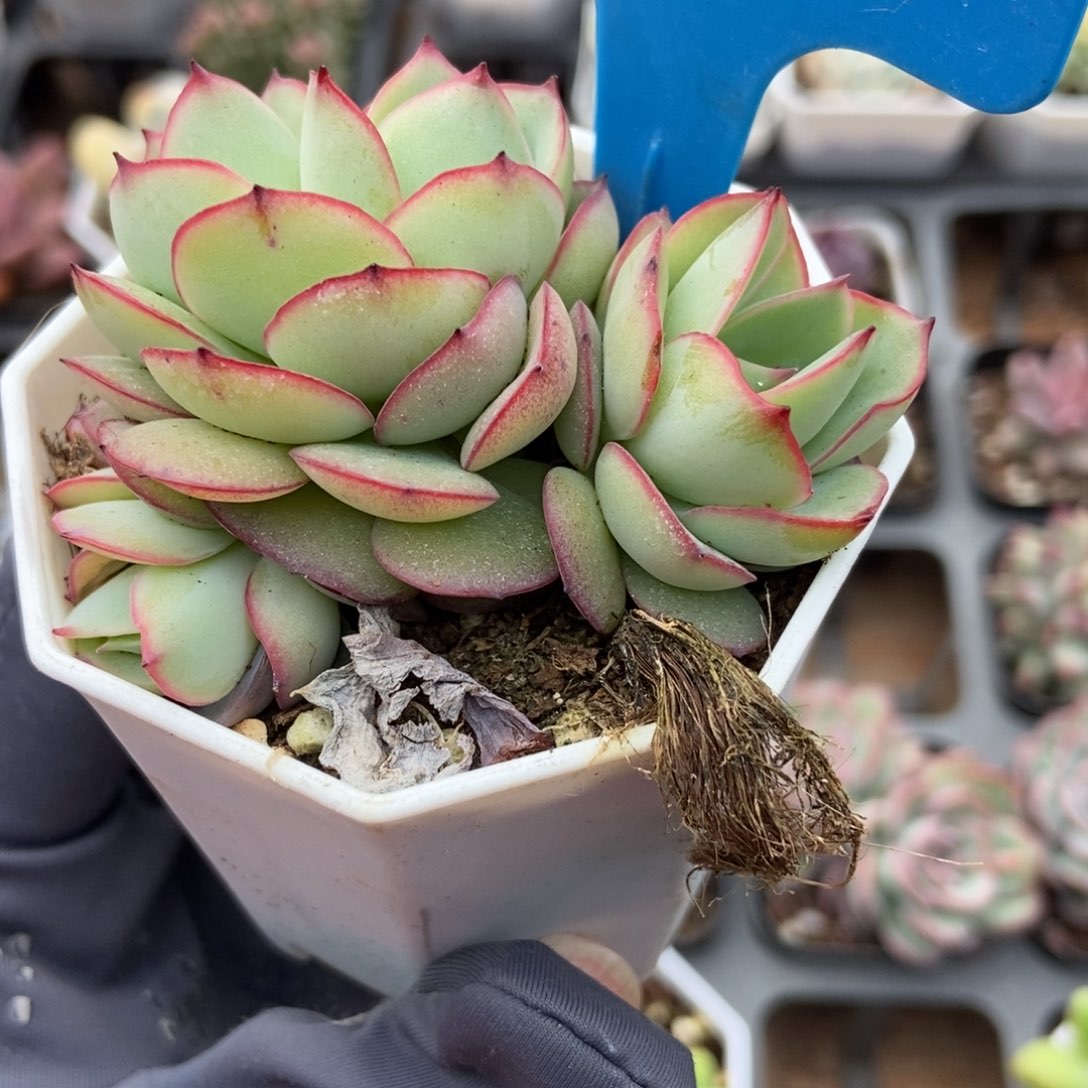 962牡丹亭多肉植物保护