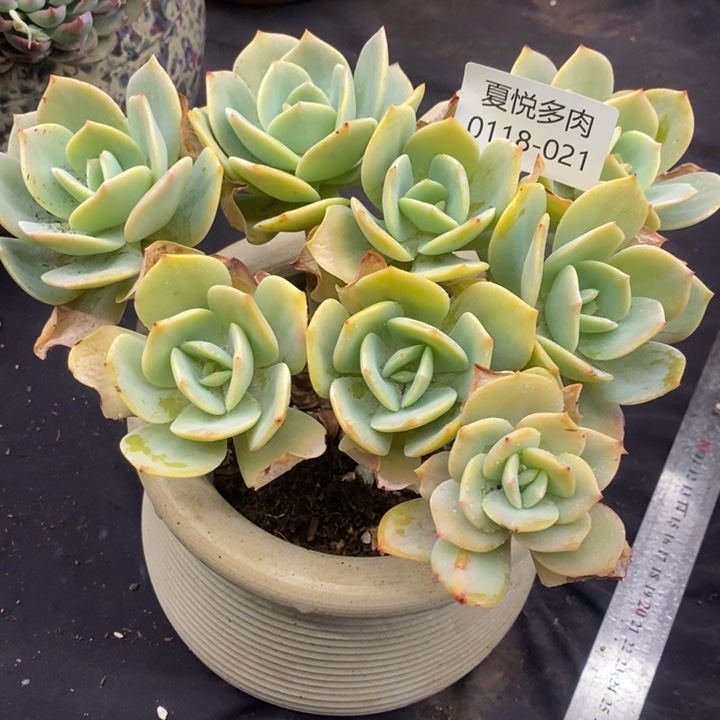 夏悦多肉0118-21凤杂