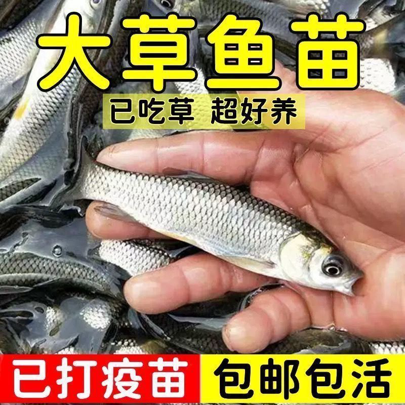 草鱼淡水活体宠物观赏鱼